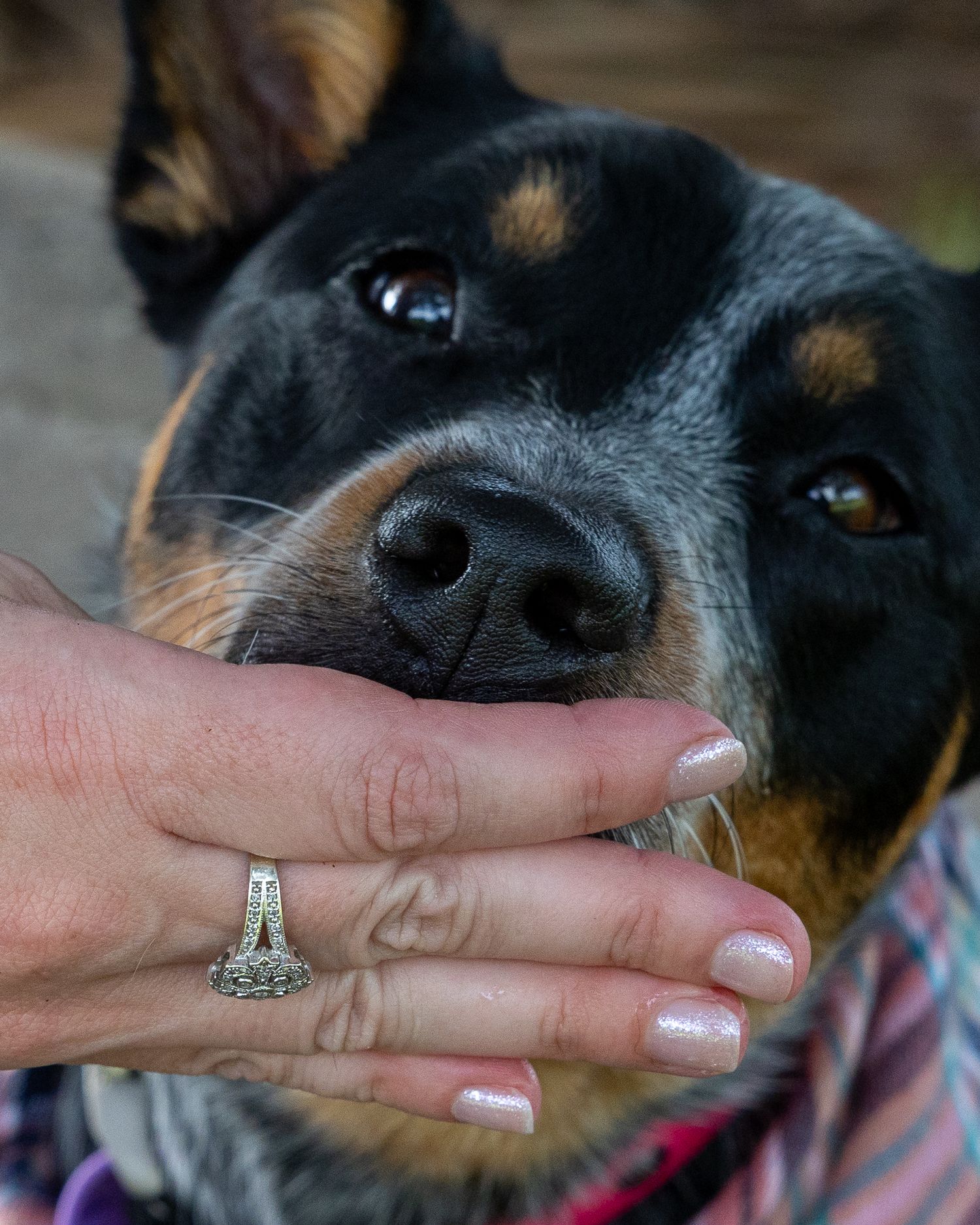 pet photography