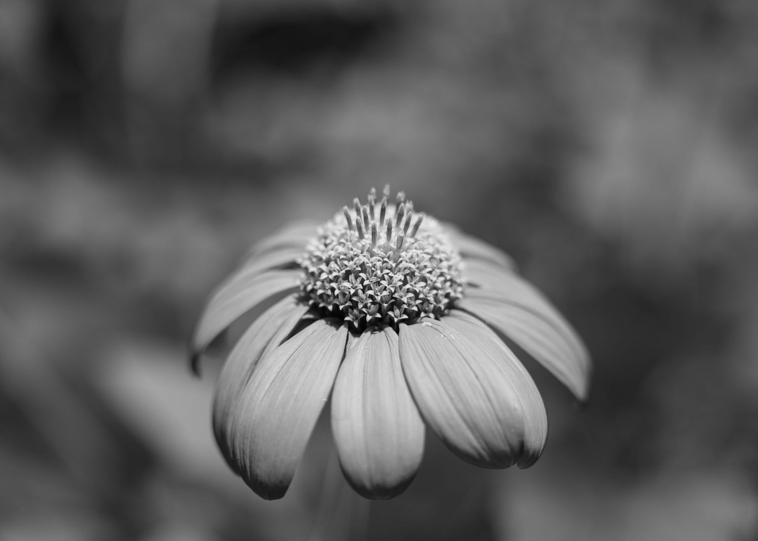 flower photography