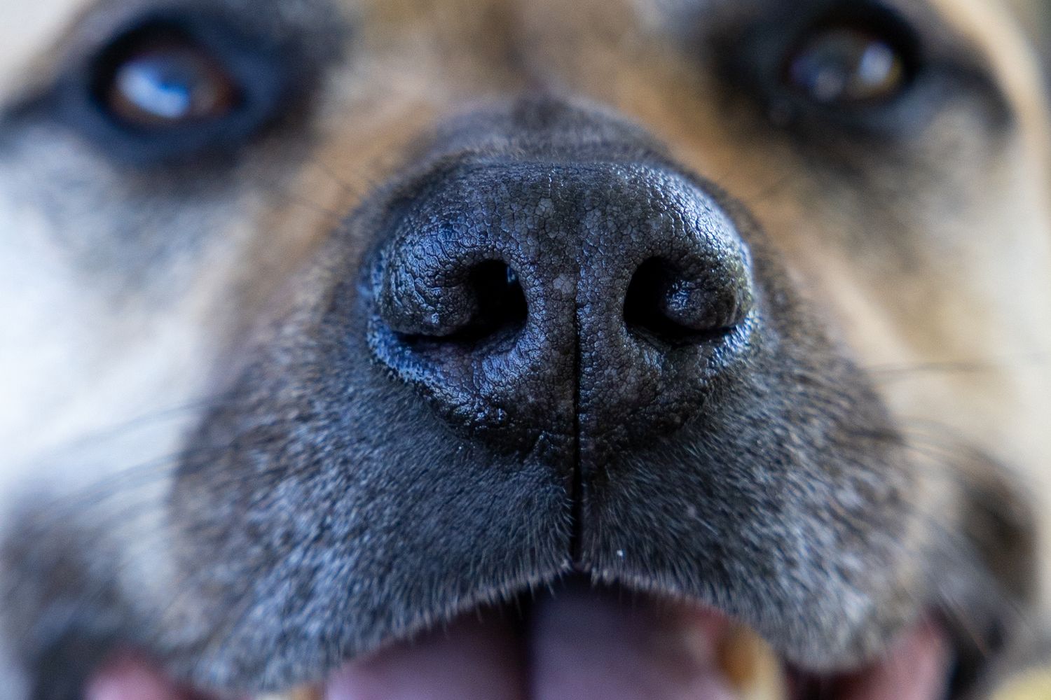 Pet Portrait Session