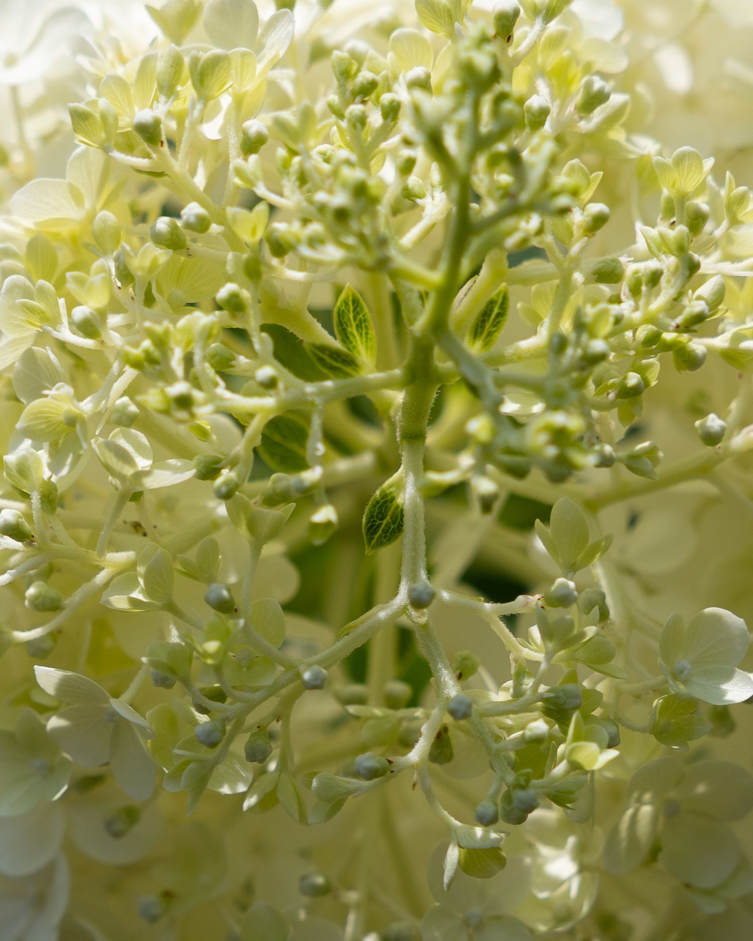 flower photography