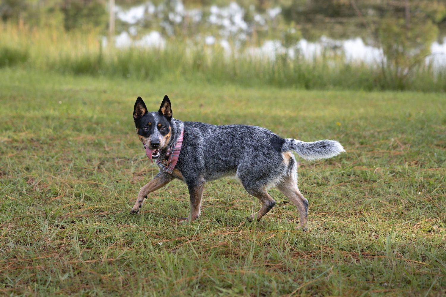 pet photography