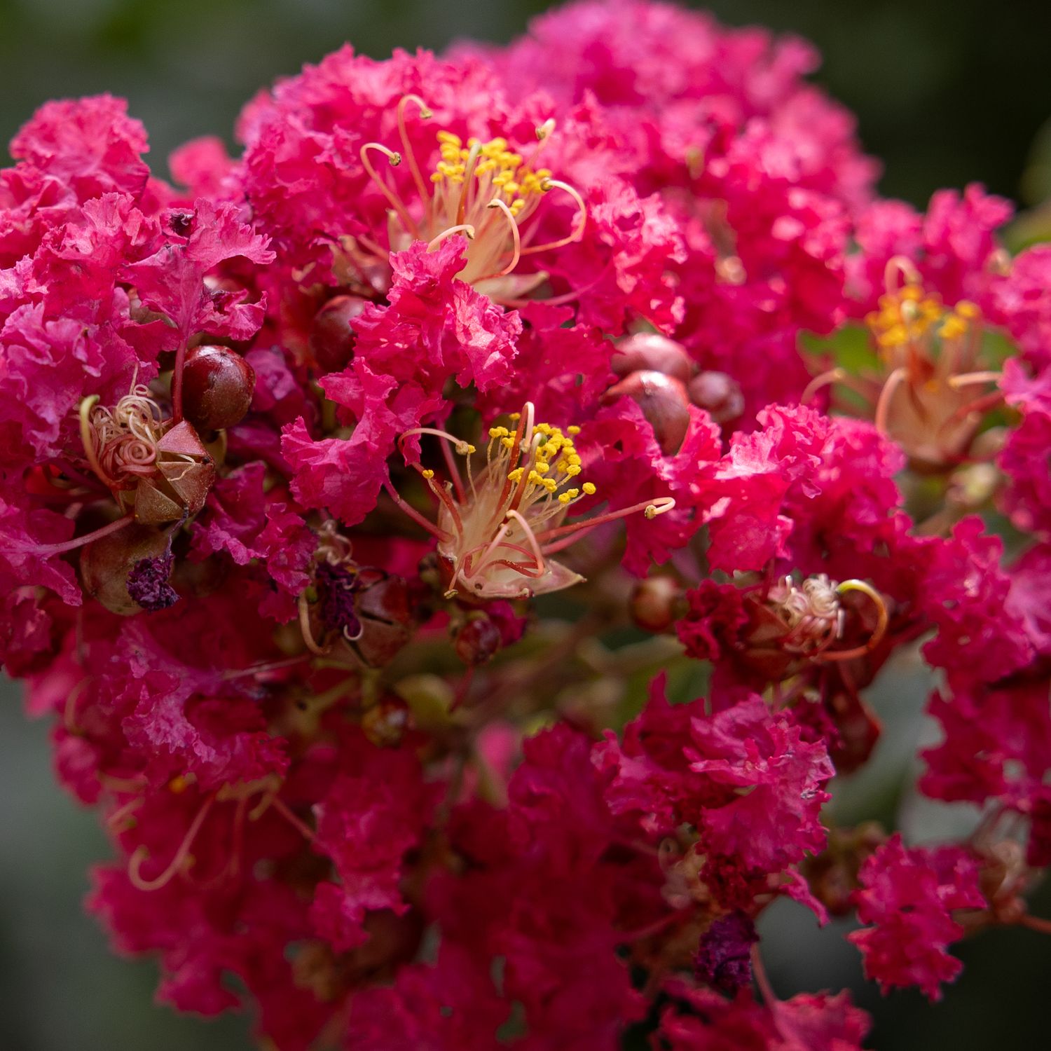 flower photography
