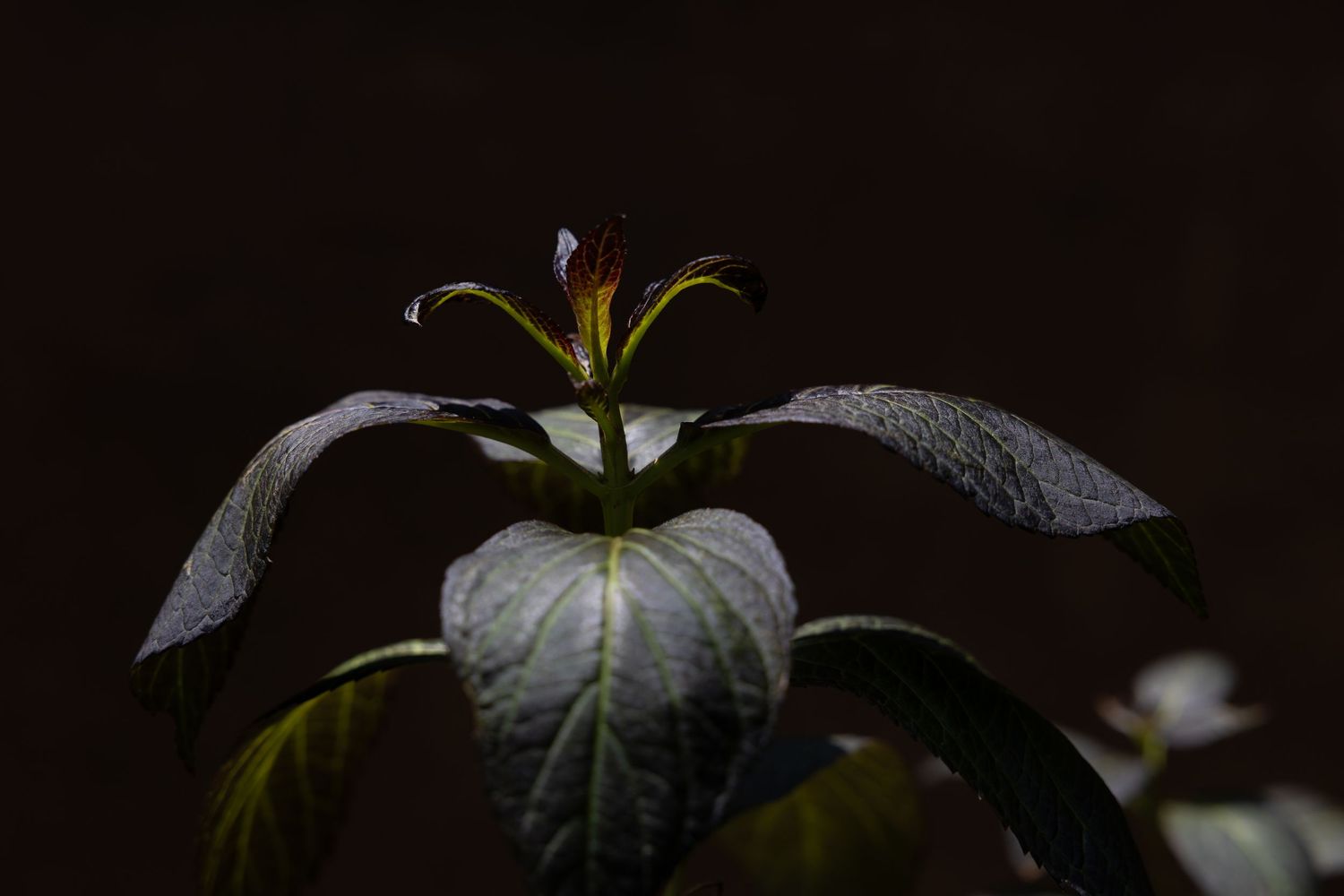 flower photography