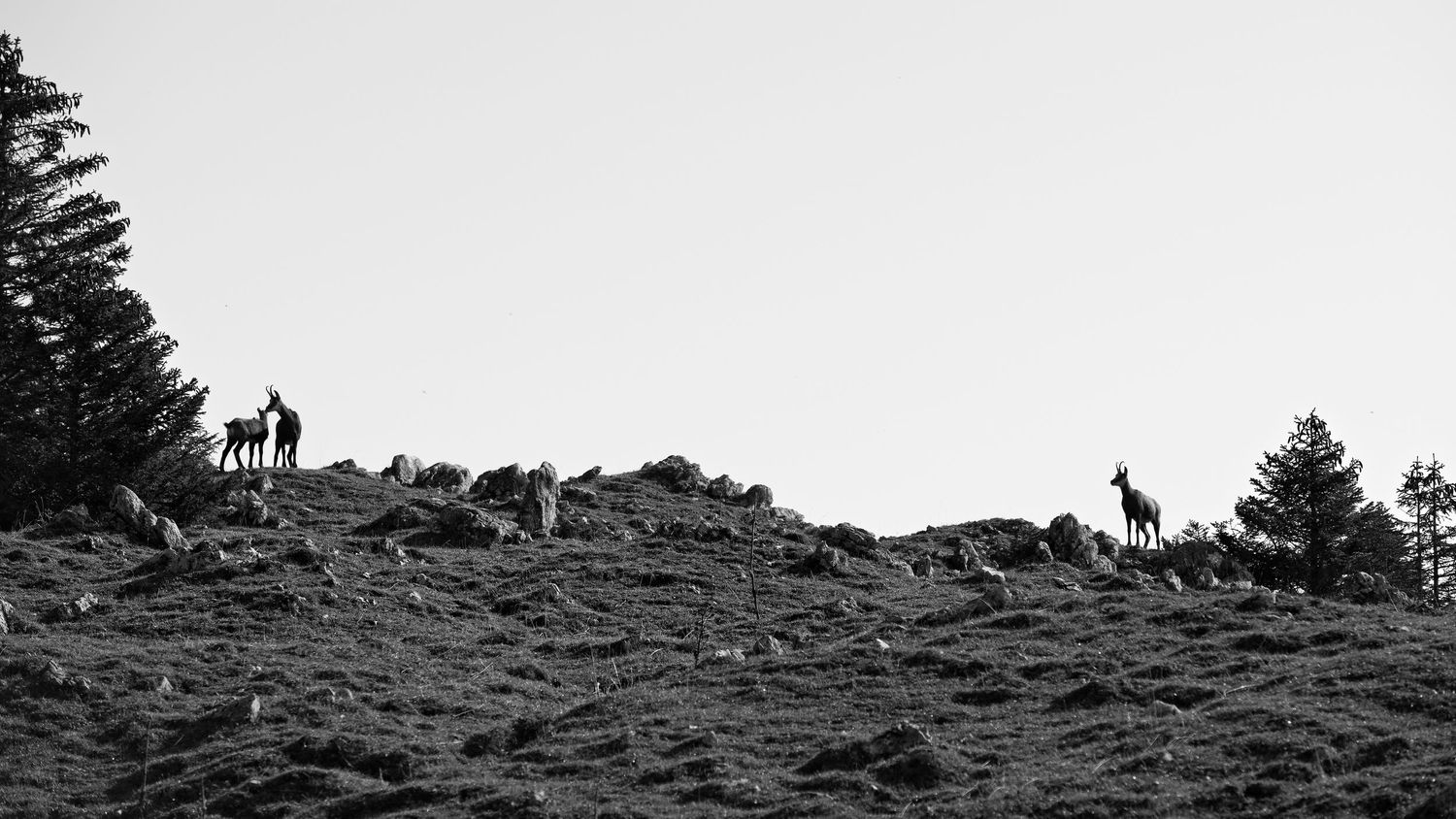 Chamois, la Dôle (Vaud)