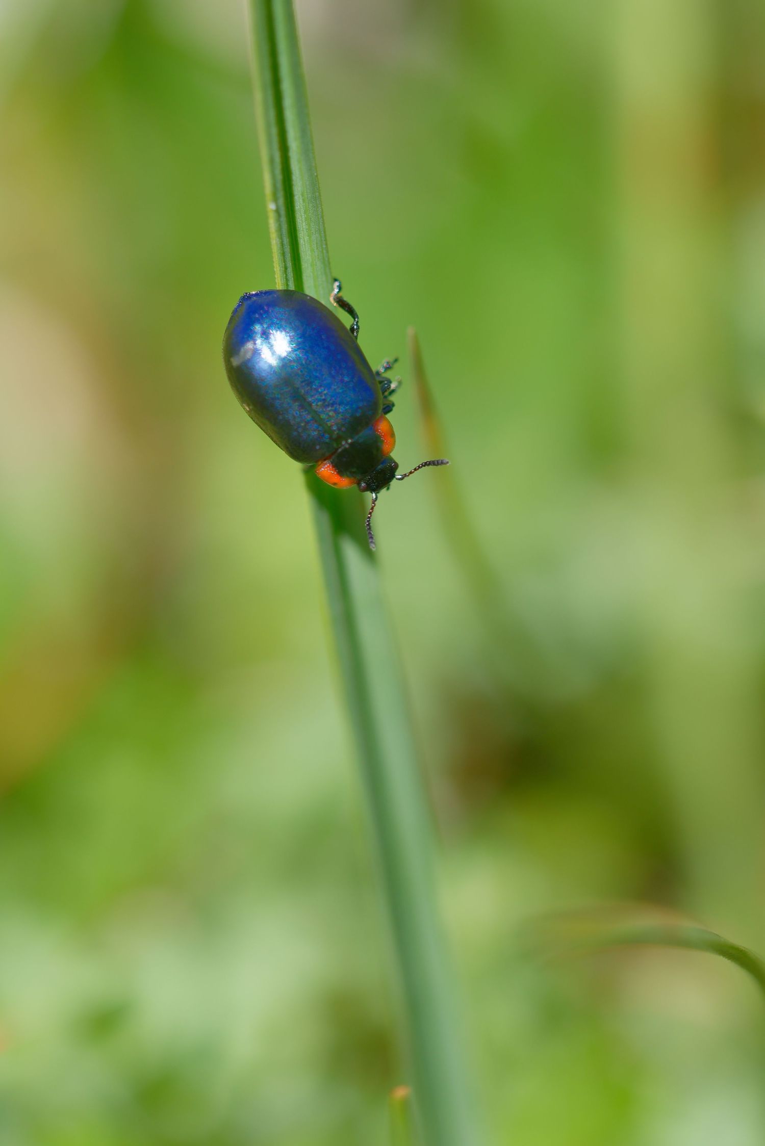 Leaf beetle