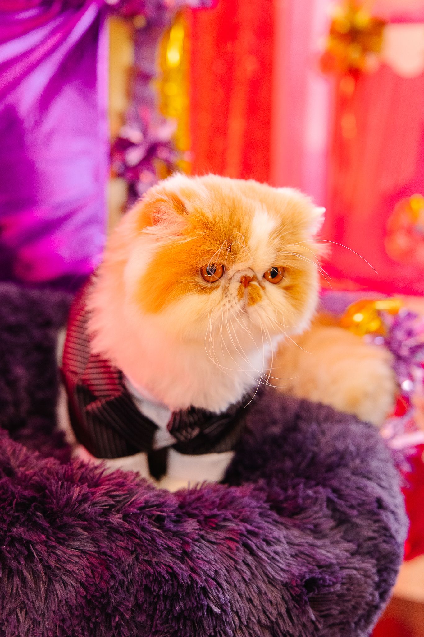 Adorable flat-faced Persian cat in a formal striped tuxedo outfit posed on a plush purple cat bed.