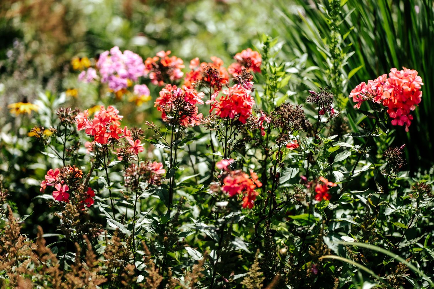 Vibrant red and pink phlox flowers blooming in a lush garden with green foliage on a sunny day.