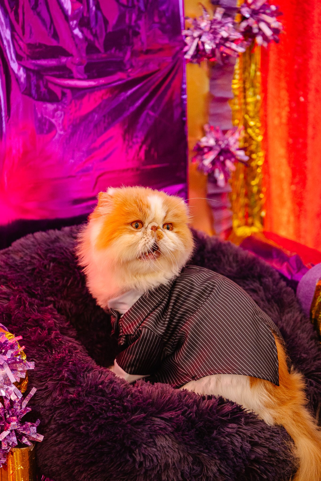 Fluffy orange and white Persian cat wearing a striped suit sitting on a purple fur cat bed.