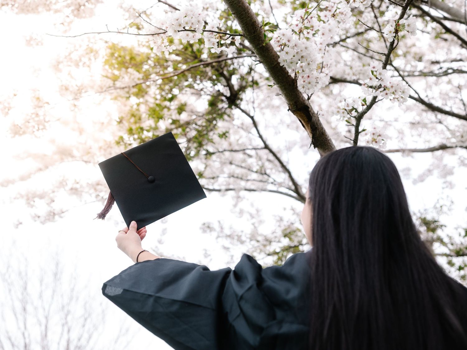 Graduate in black gown holds cap toward cherry blossom trees in spring outdoor setting.