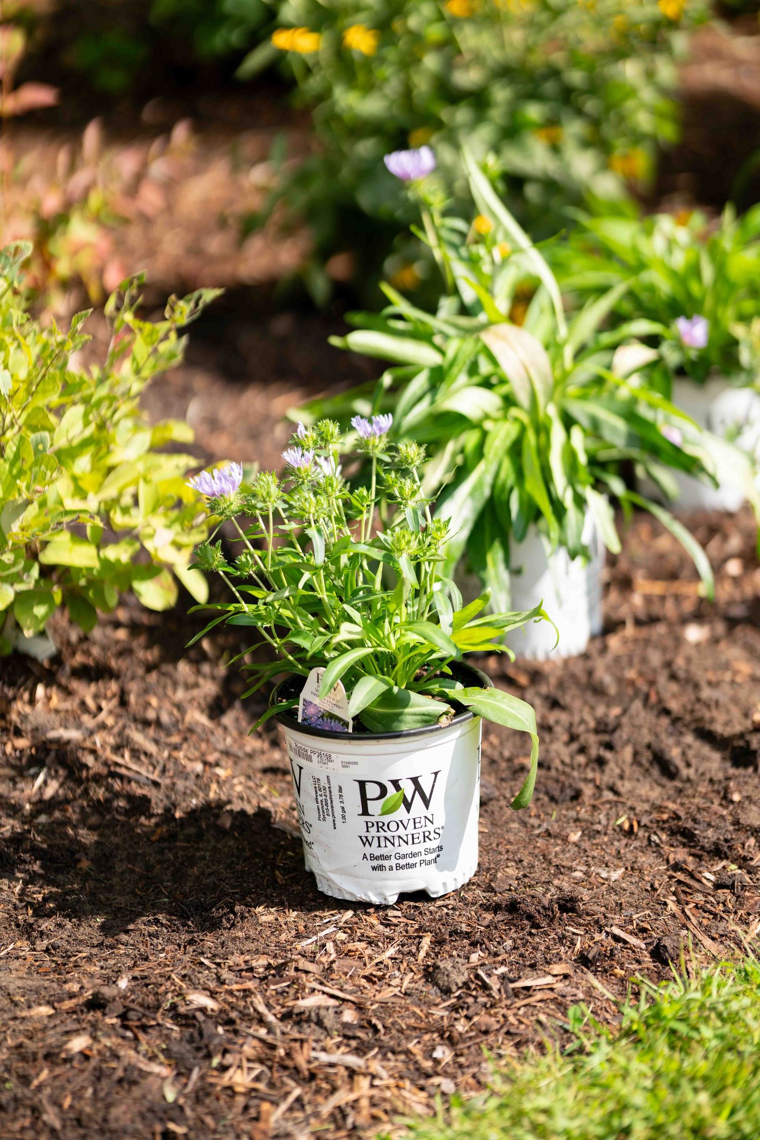 Proven Winners branded plant pot with purple flowers growing in a garden bed.
