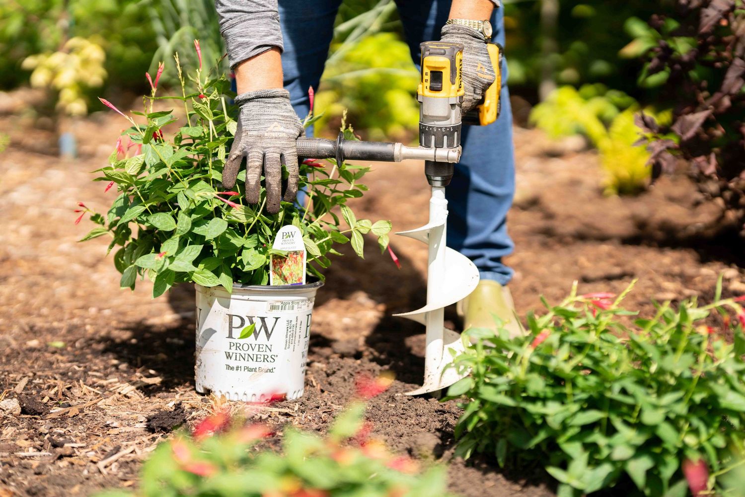 Gardener using a power drill auger to plant flowers from a P&W container in a garden bed.