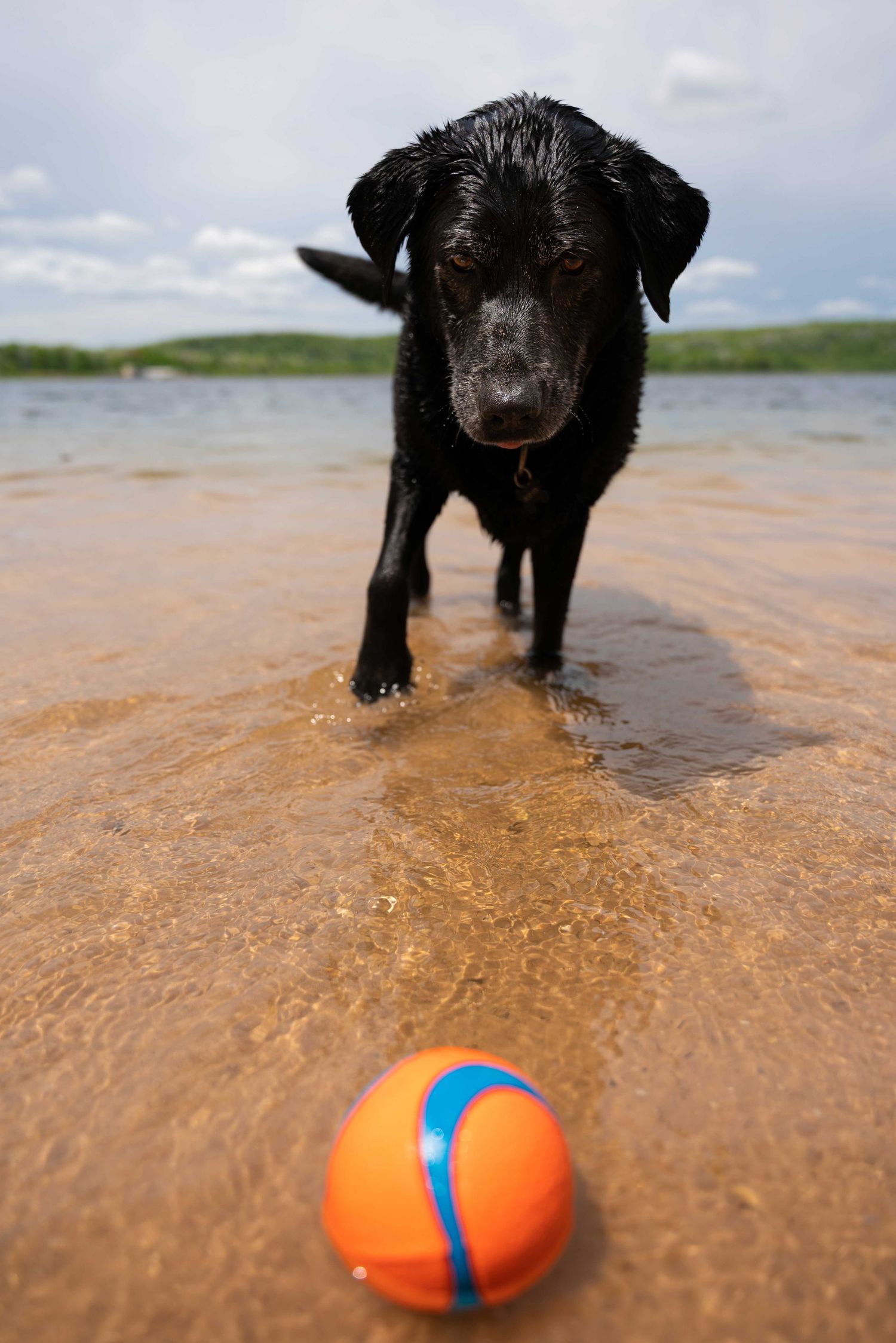 Wet black Labrador retriever playing with an orange ball in shallow lake water.