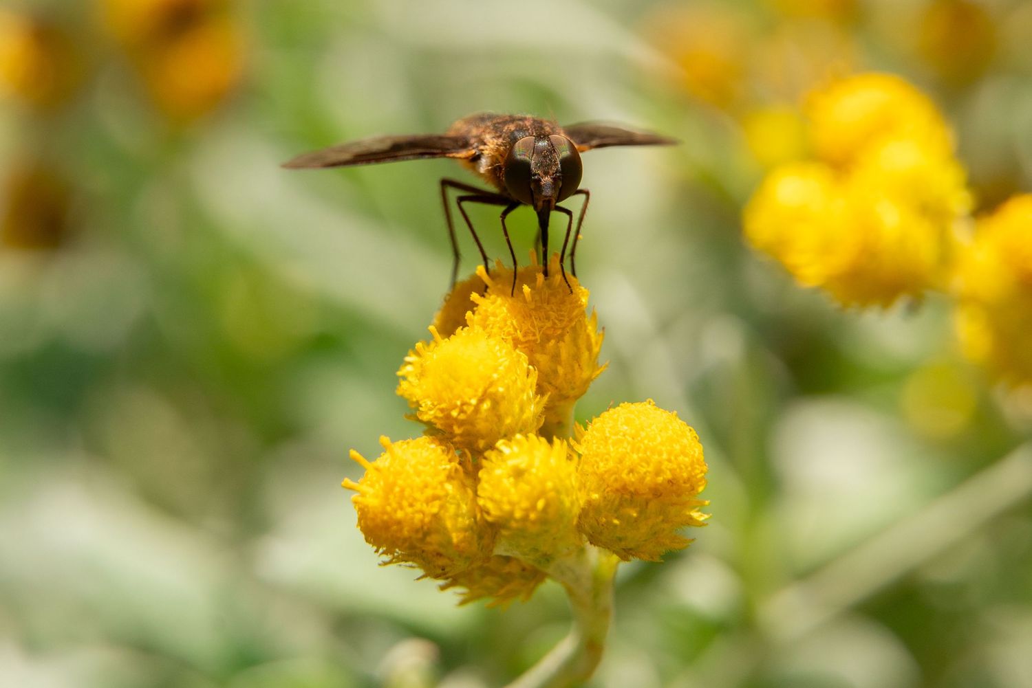Close-up of a fly pollinating bright yellow button flowers in a natural garden setting.