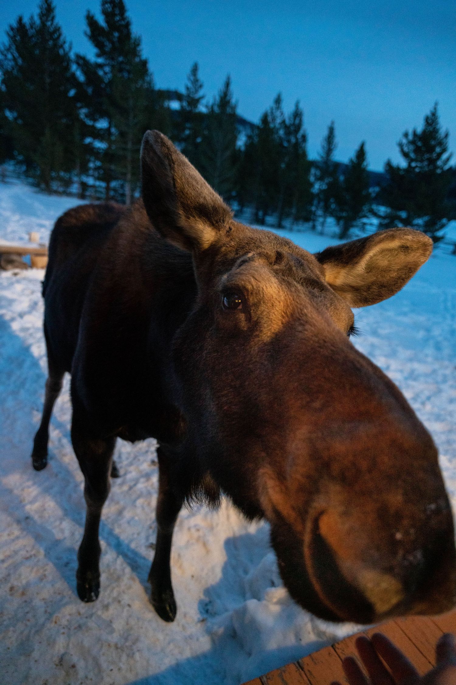 Close-up of a curious moose approaching the camera in a snowy twilight mountain setting.