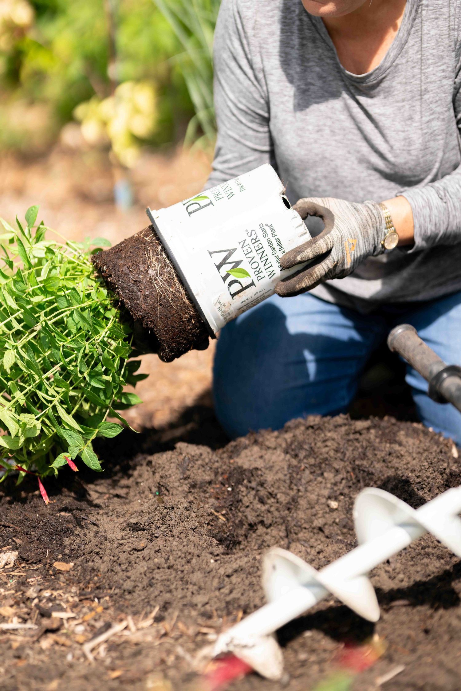 Woman in gloves transplanting a green plant from a PW pot into garden soil outdoors.