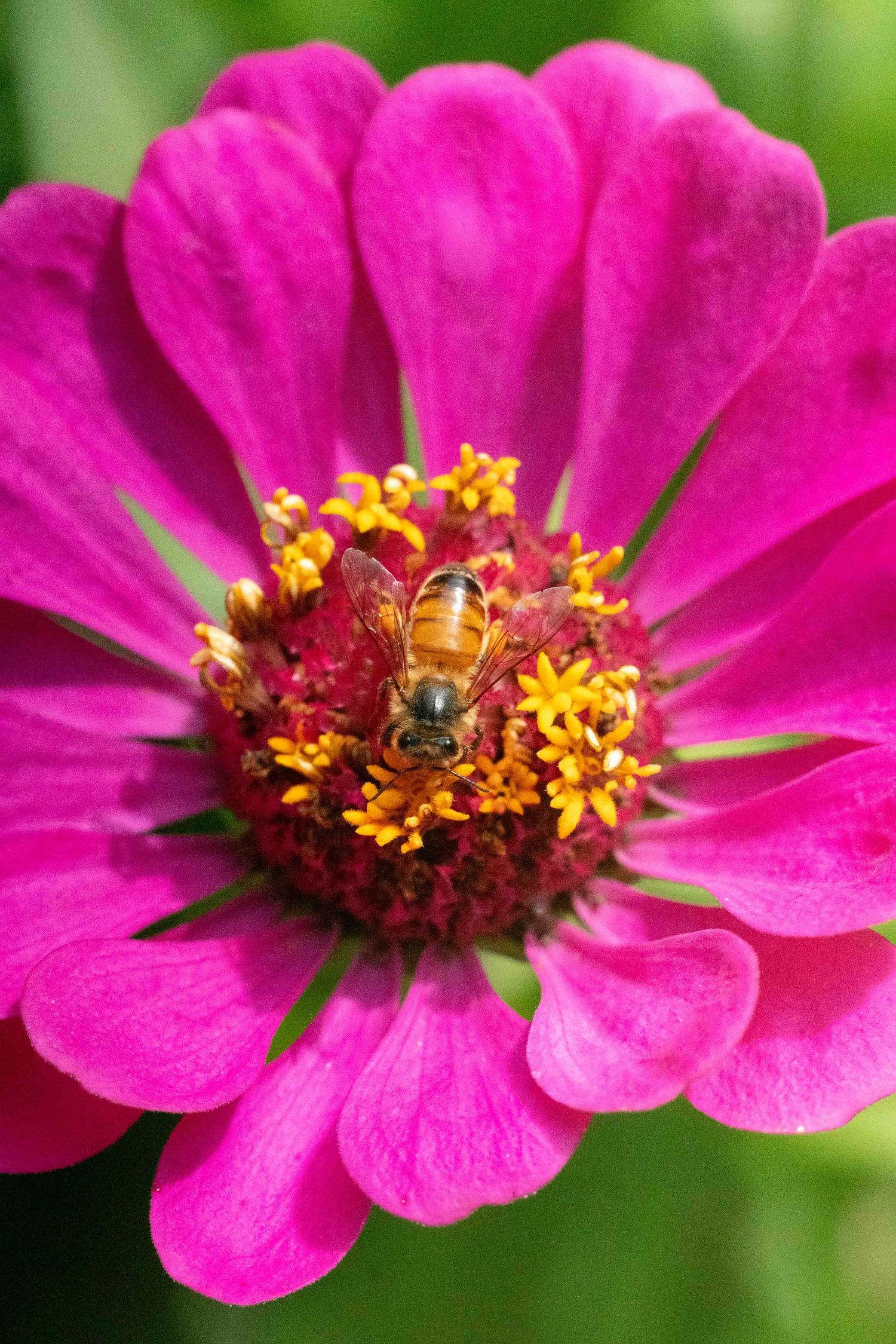 Honeybee collecting pollen from a vibrant pink zinnia flower with yellow stamens.
