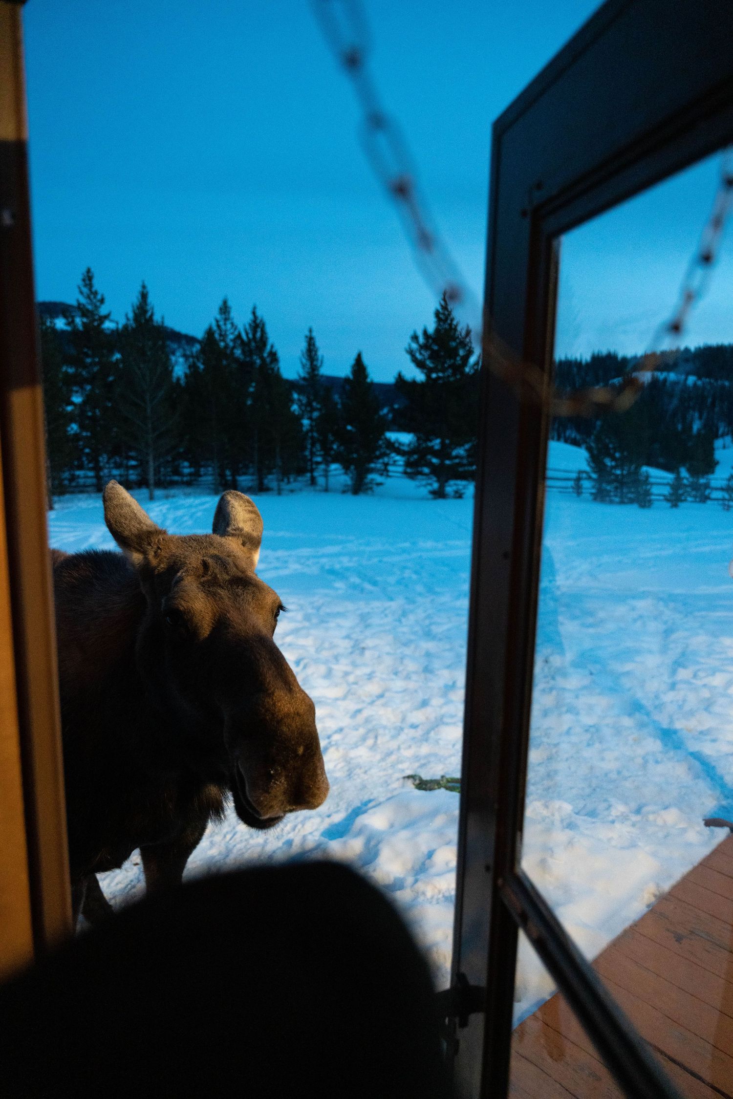 Moose standing outside a glass door in a snowy winter landscape at dusk.