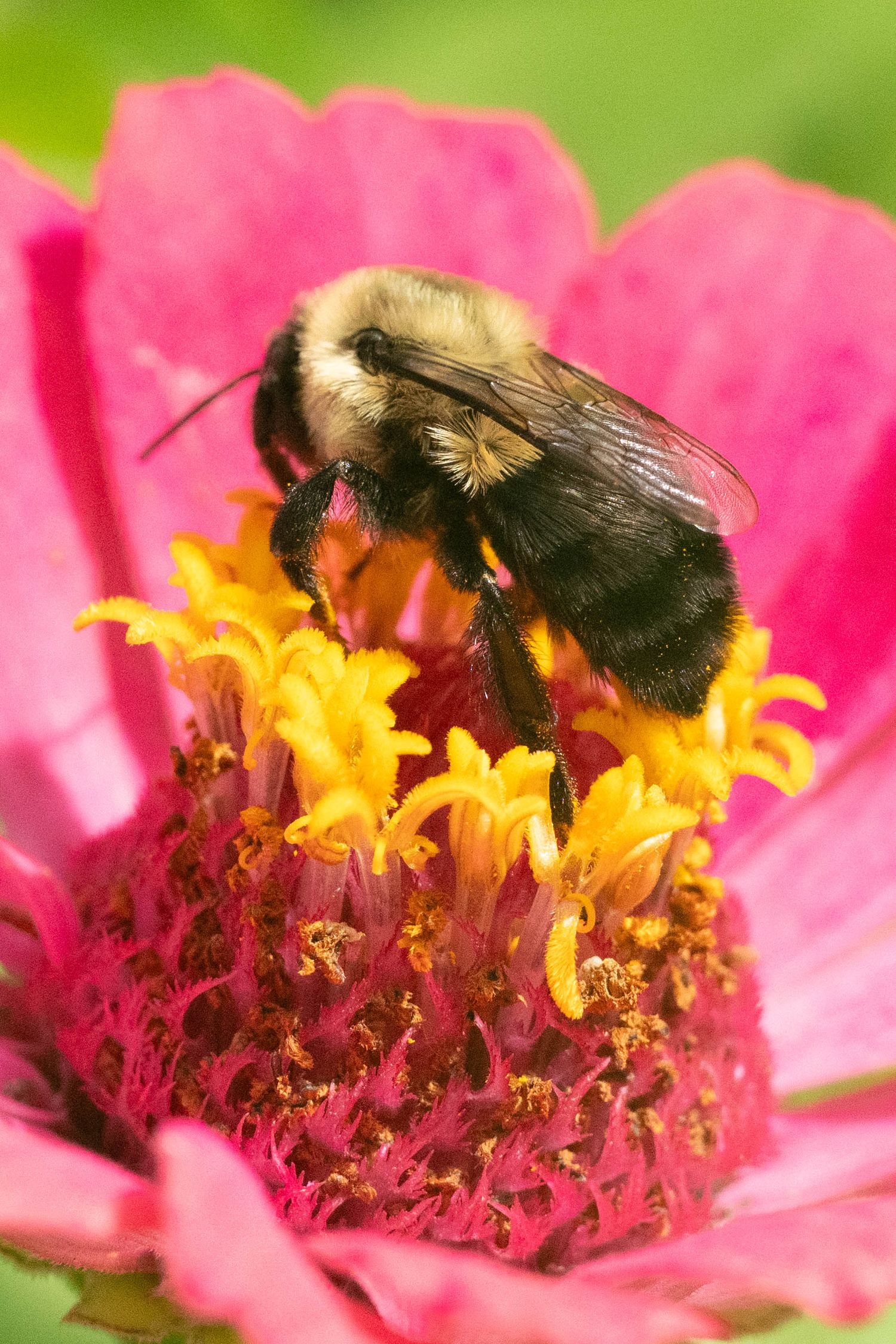 Bumblebee collecting pollen from a vibrant pink zinnia flower in close-up macro photography.