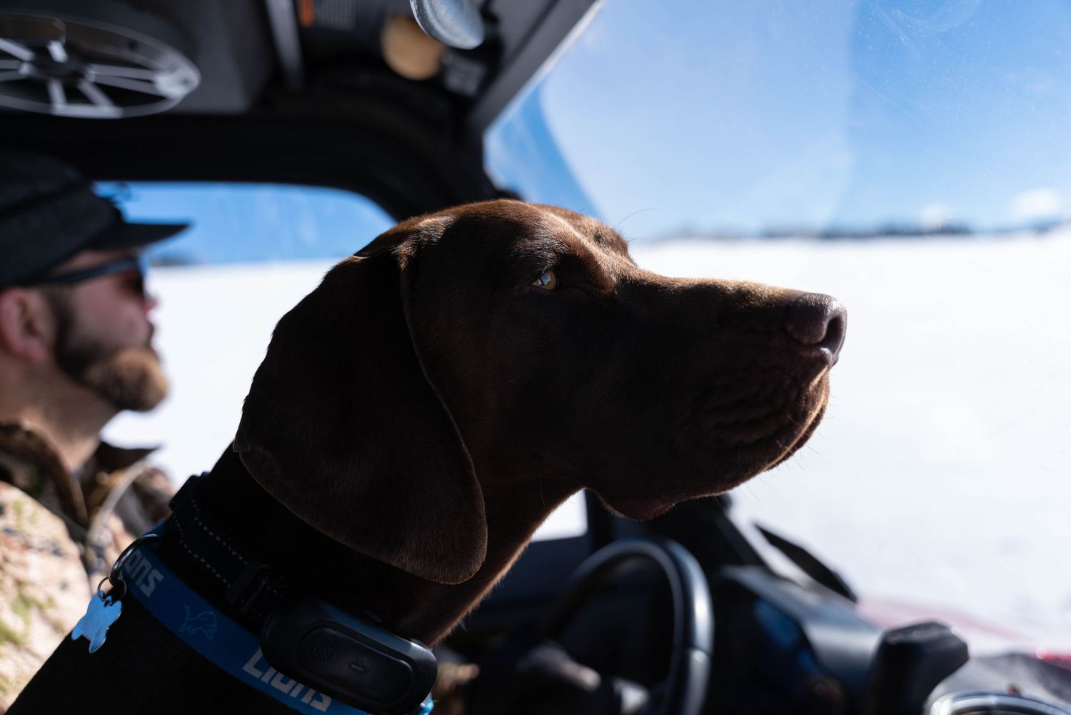 Chocolate Labrador dog gazing out the window of a vehicle in a bright snowy landscape.