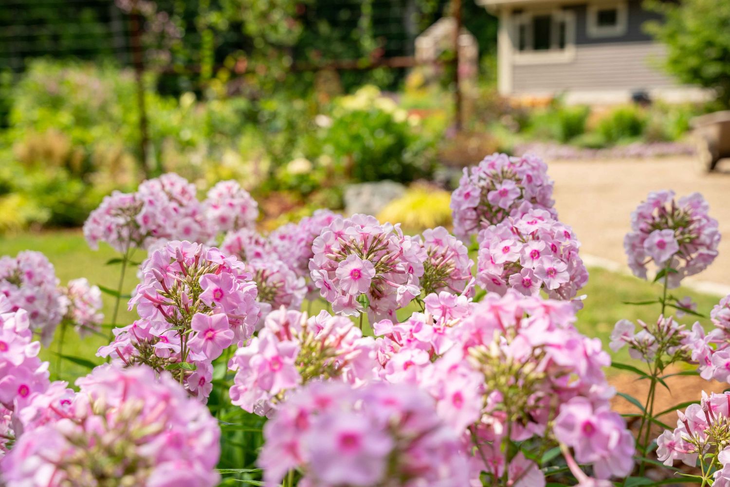 Beautiful pink phlox flowers blooming in a sunny backyard garden with a house in the background.