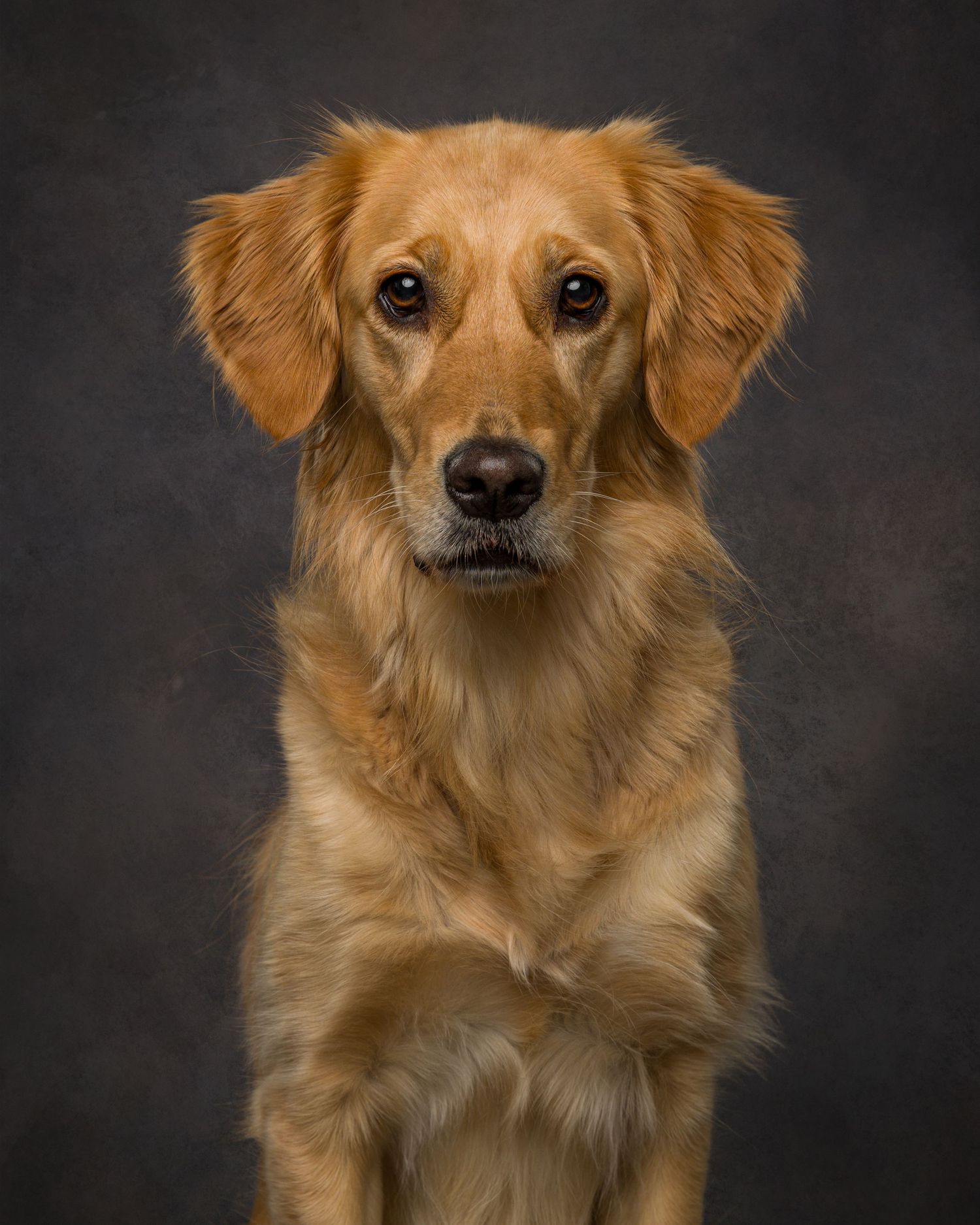 Golden retriever dog poses for a professional portrait against a dark gray studio background.