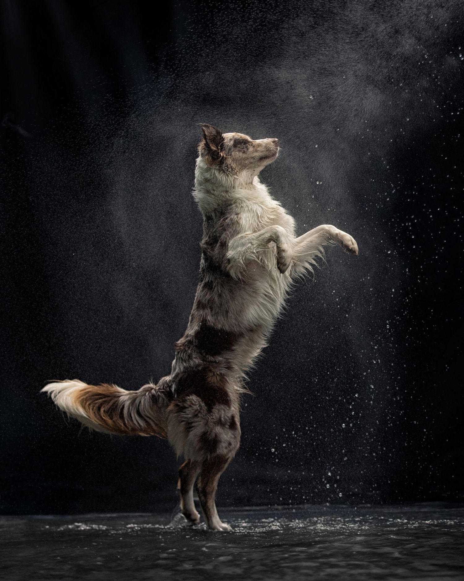 Australian Shepherd dog standing on hind legs with powder explosion against dark background.