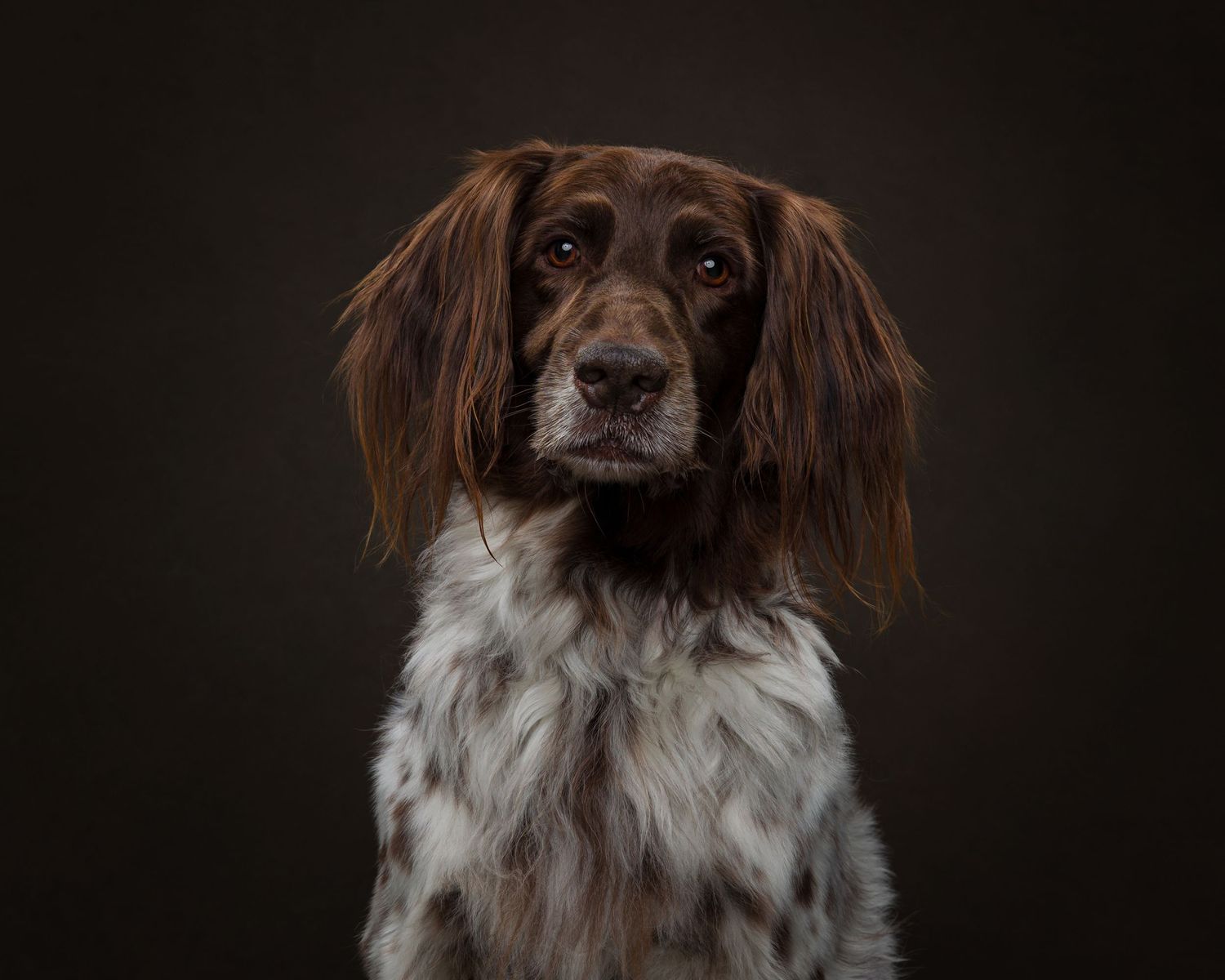 A brown and white dog with long ears photographed against a dark background.