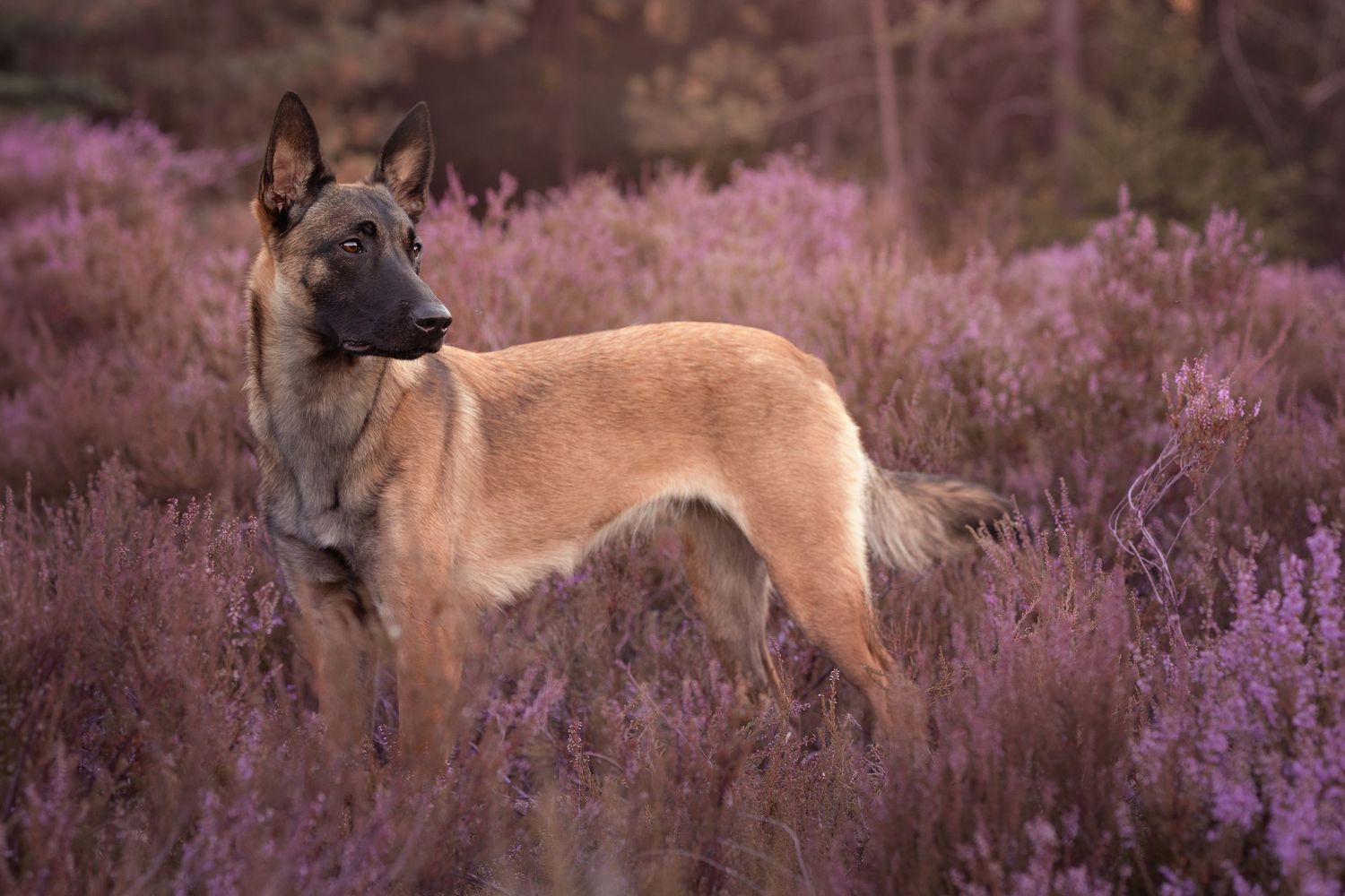 A Belgian Malinois stands proudly among purple heather flowers in a natural outdoor setting.