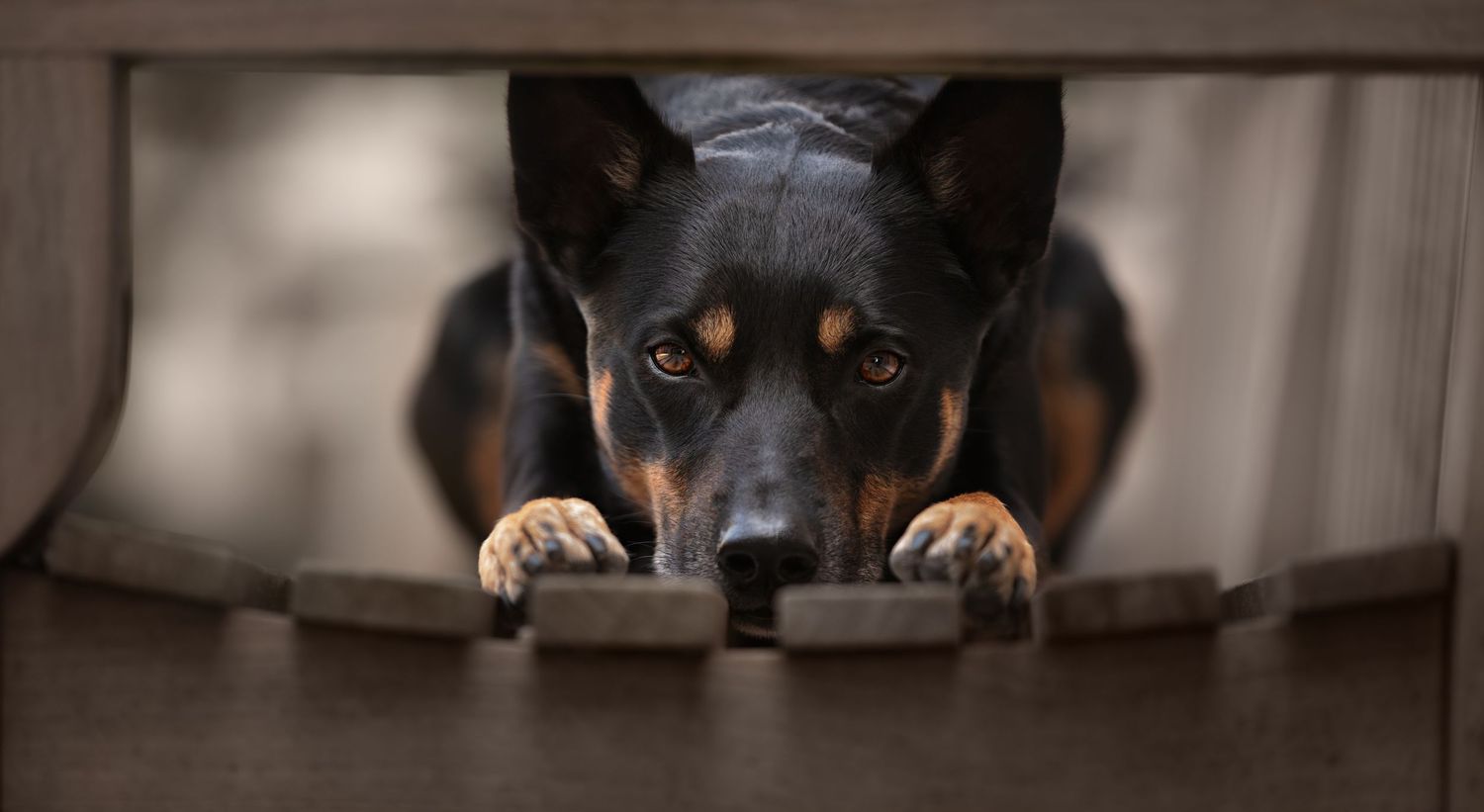Close-up portrait shots of a Australian kelpie dog's face and features against a dark background.