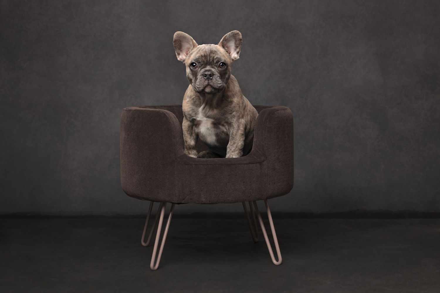 A French Bulldog puppy sits attentively in a brown velvet chair against a gray background.
