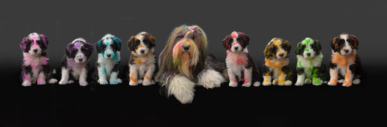 A Bearded collie dog poses with eight colorful stuffed puppy toys in a row against a dark background.