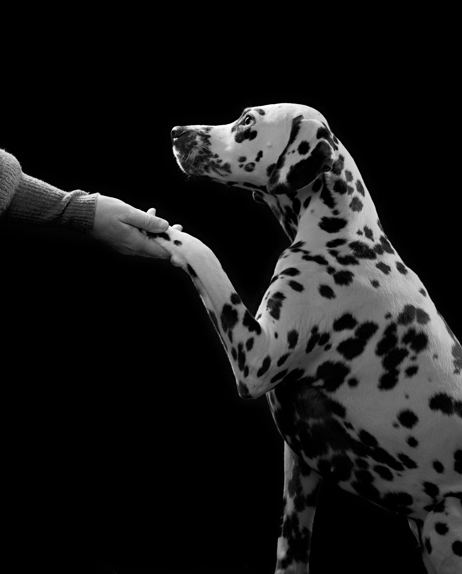 black and white photo showing a spotted Dalmatian dog in dramatic lighting
