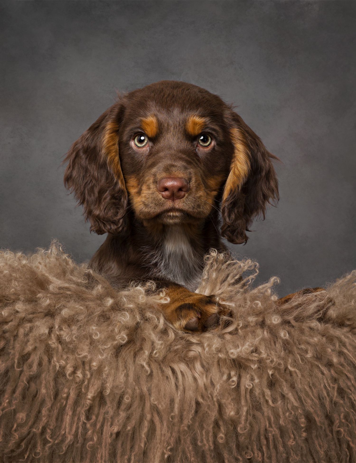 portrait of a brown spaniel dog peeking over a fluffy beige blanket with dramatic lighting.