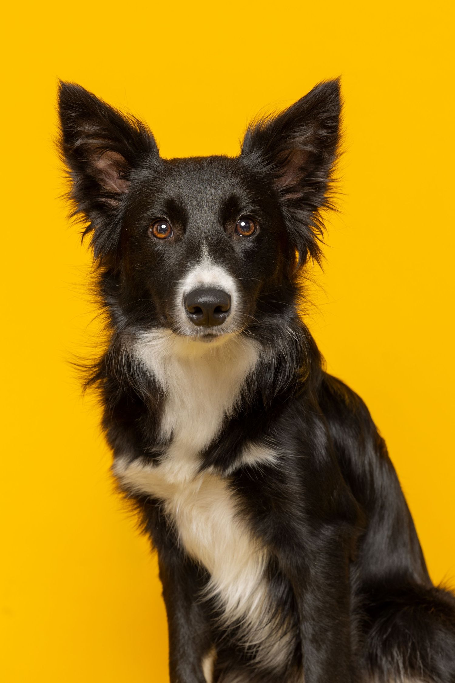 A black and white Border Collie puppy poses alertly against a vibrant yellow background.