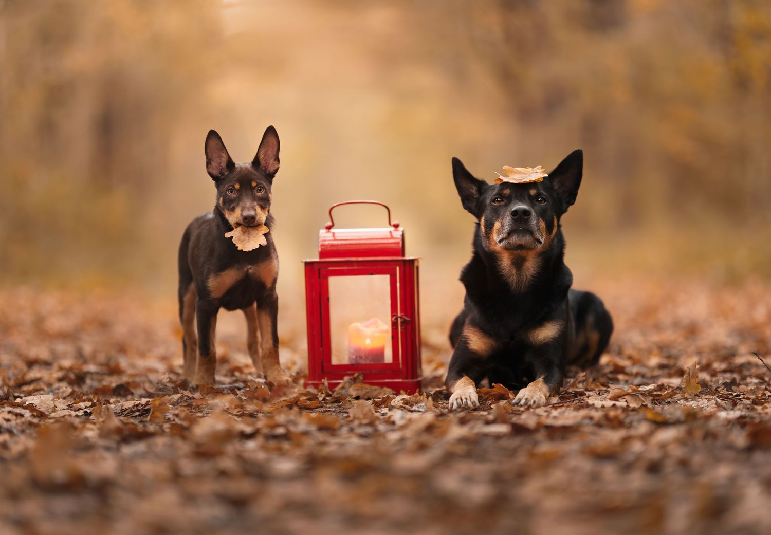 Two dogs sitting on autumn leaves with a red lantern between them in a warm outdoor setting.