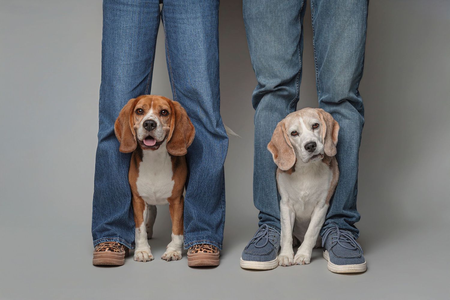 Two beagles sitting between the legs of two people wearing jeans and sneakers against a gray background.