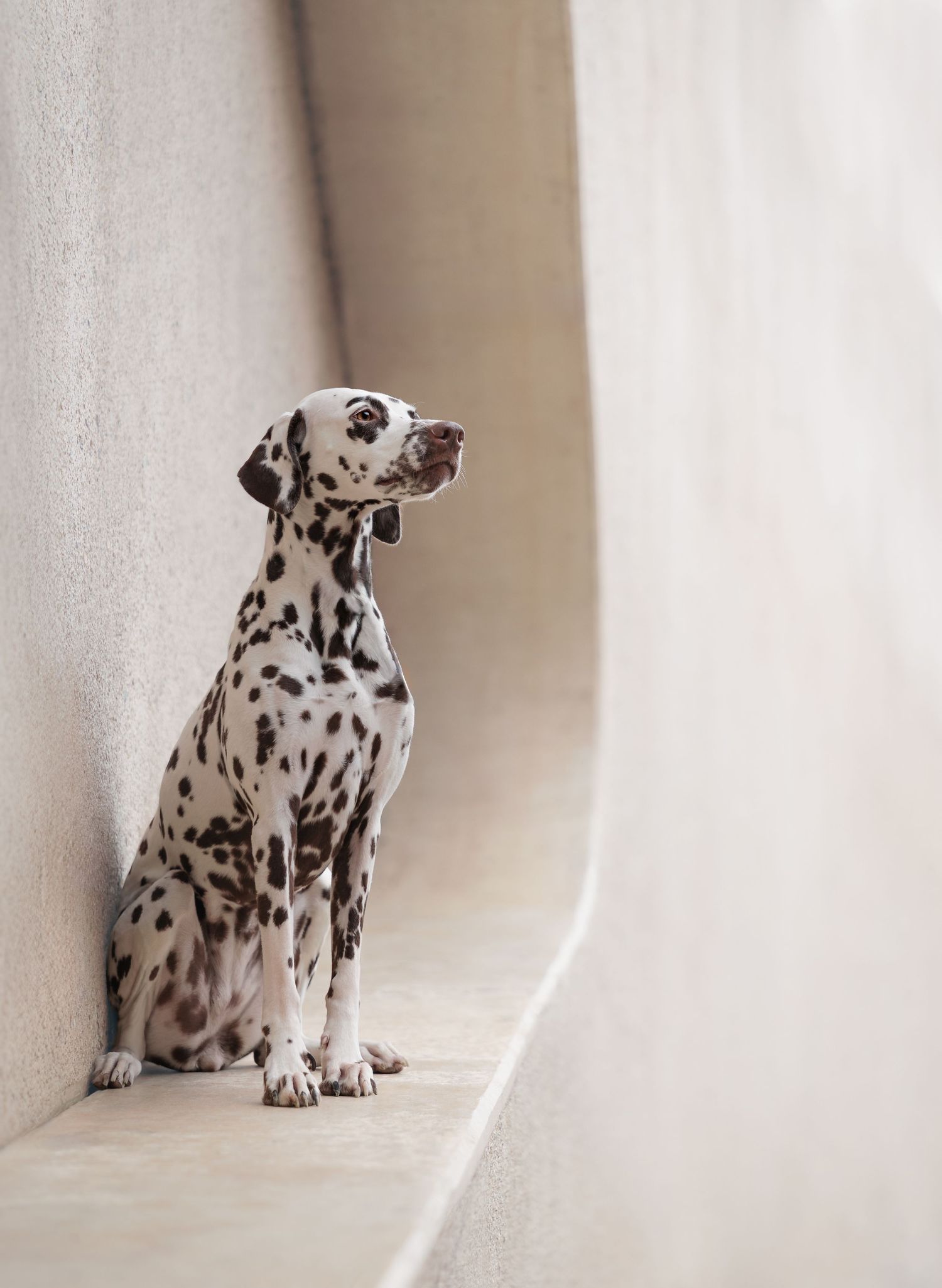 Dalmatian dog sitting in a bright white minimalist setting showing different pose and angle.