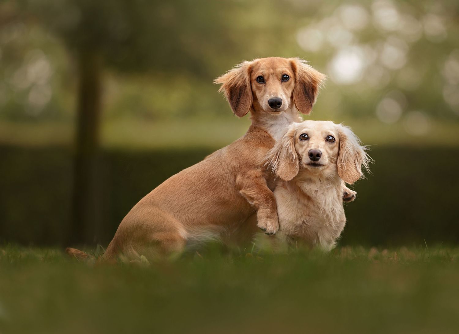 Two golden dachshunds cuddle together on grass in a soft bokeh outdoor setting.