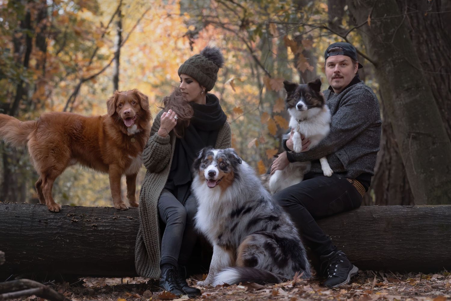 Couple sitting on a log in autumn forest with three dogs including a Golden Retriever and two Australian Shepherds.