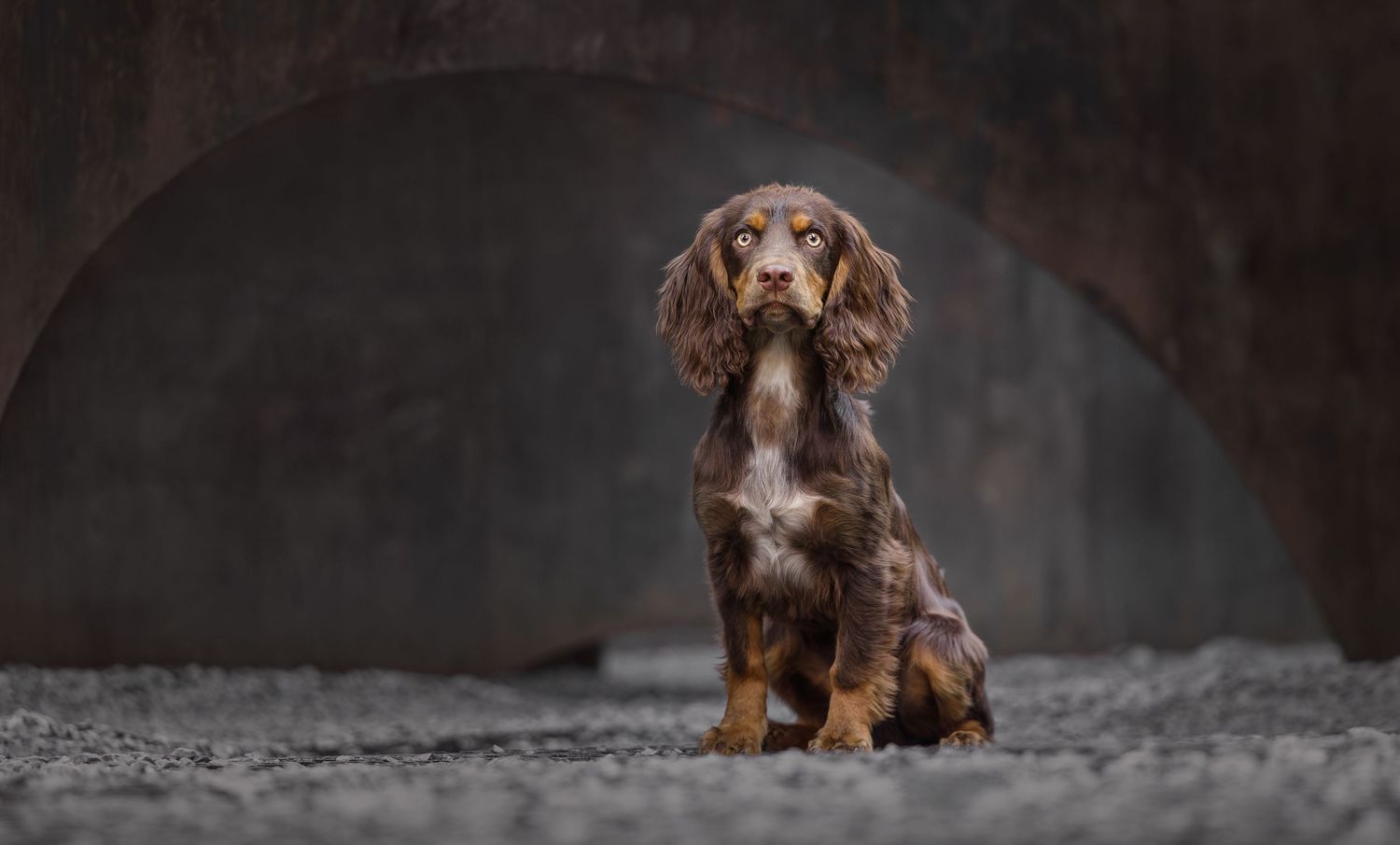 A brown spaniel dog with long ears stands in front of a dark background with dramatic lighting.