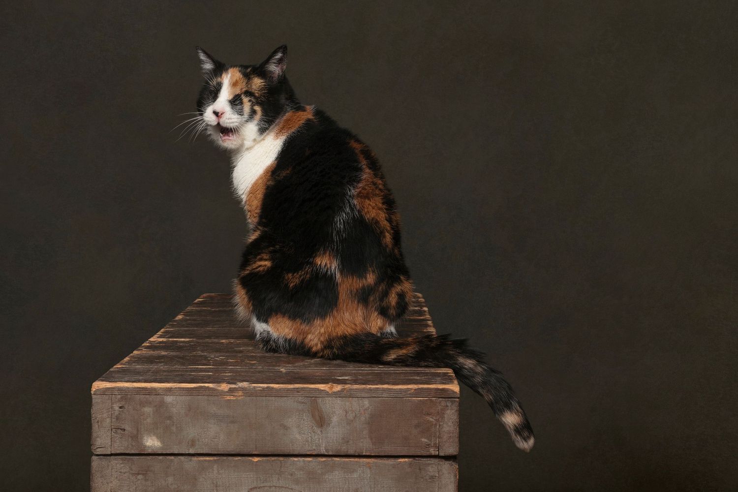 A calico cat sits regally on a wooden box against a dark background, looking over its shoulder.