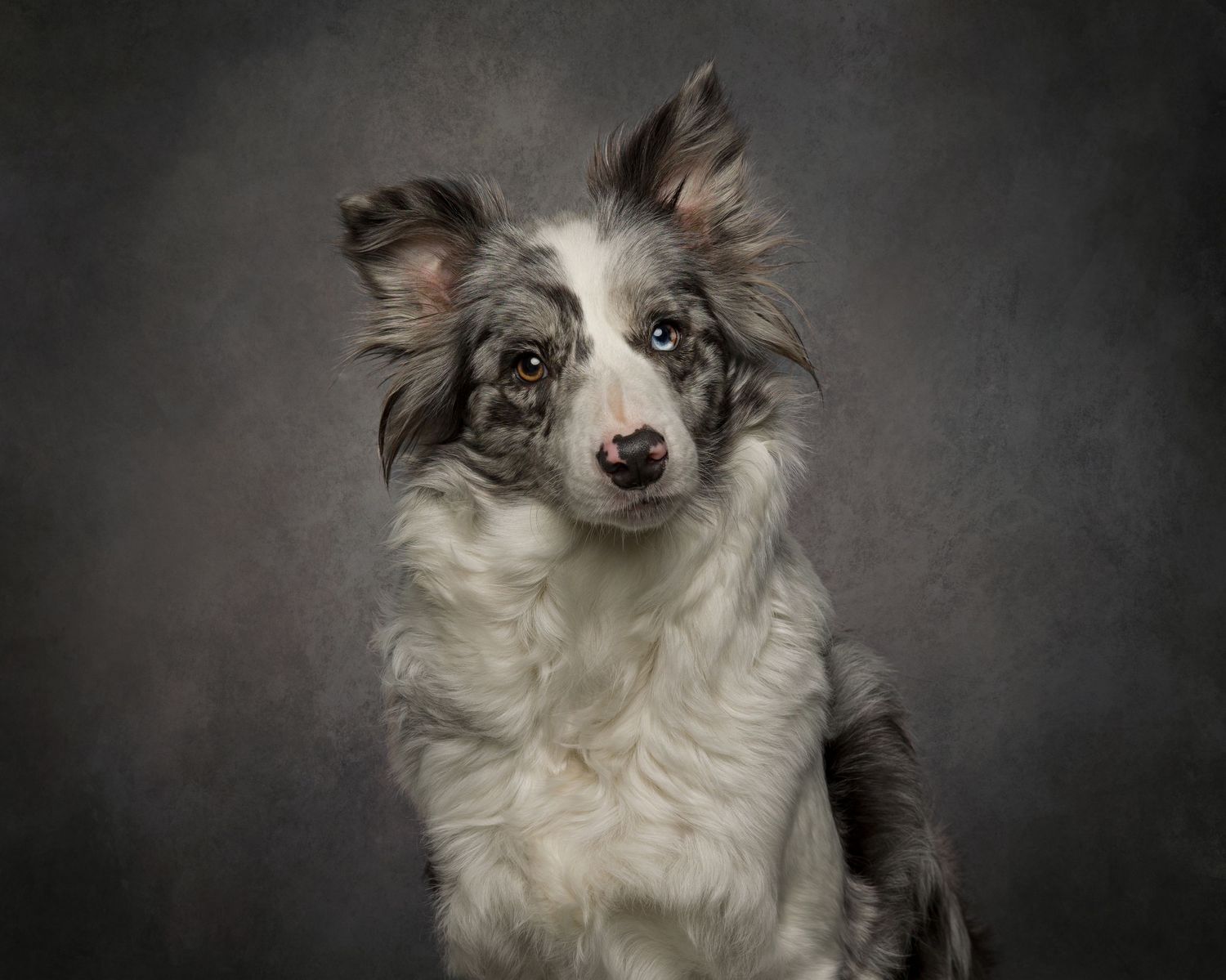 A fluffy blue merle Border Collie puppy poses for a studio portrait against a dark gray background.
