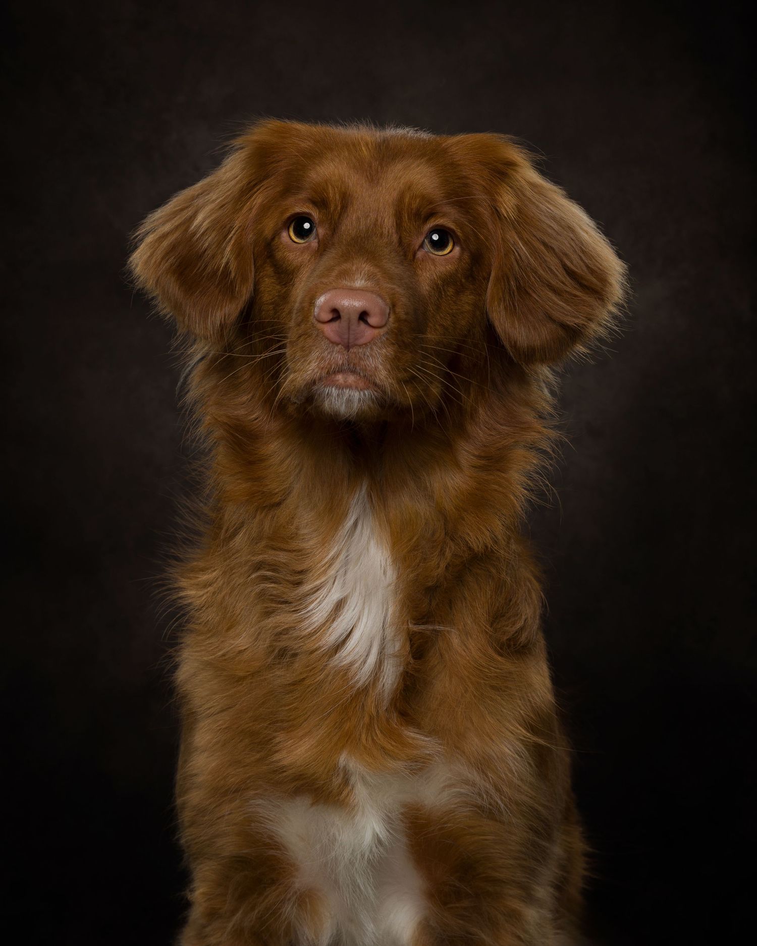 A close-up portrait of a brown and white Nova Scotia Duck Tolling Retriever against a dark background.