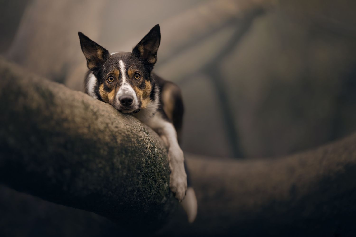A spotted Australian cattle dog stands on a bridge with railings, tongue out, against a sunset sky.