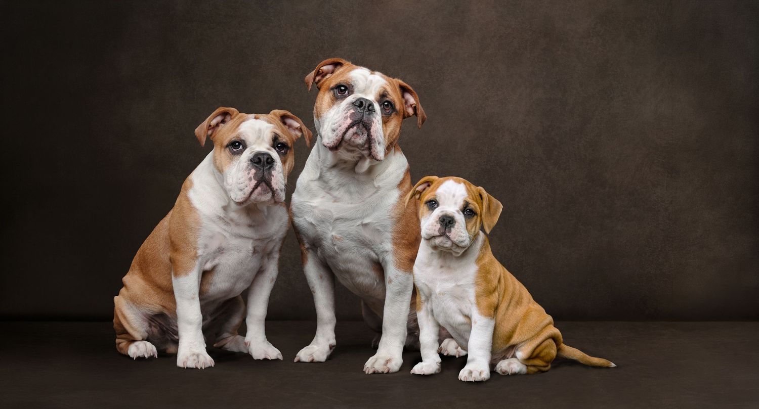 Three English Bulldogs posing together against a dark studio background, two smaller puppies flanking a larger adult dog.