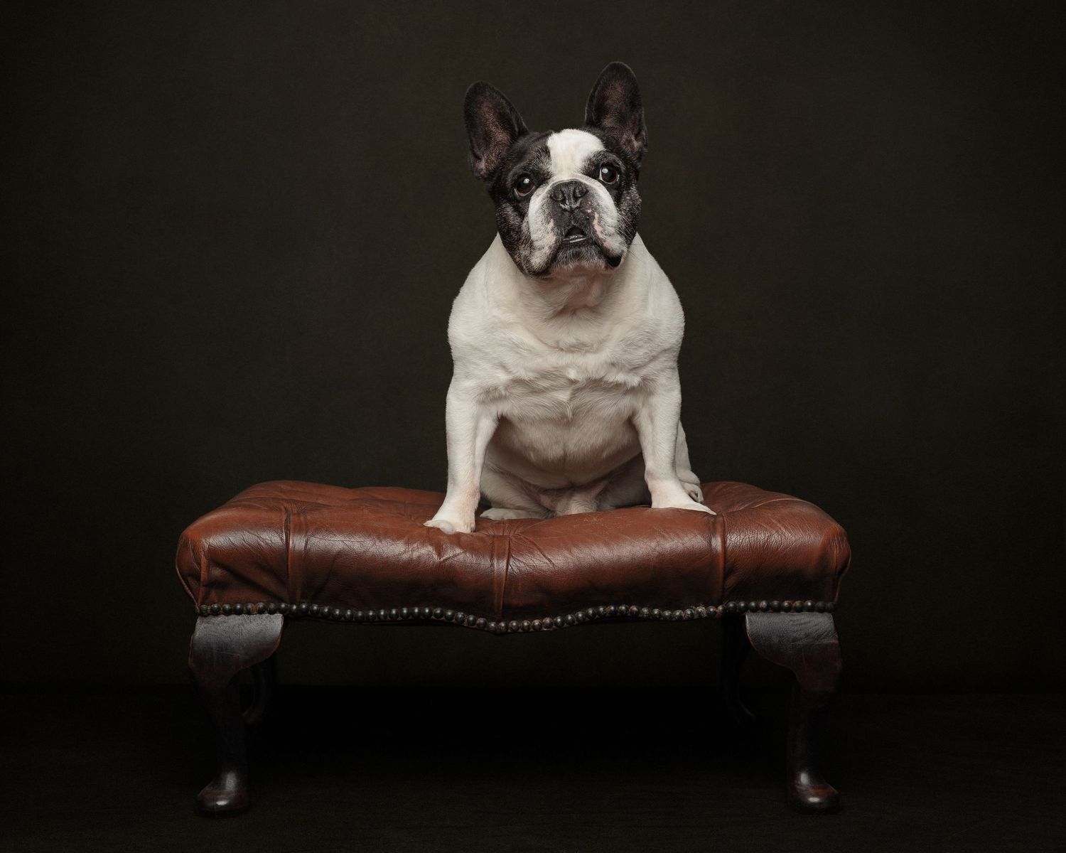 A French Bulldog sits regally on a tufted brown leather ottoman against a dark background.