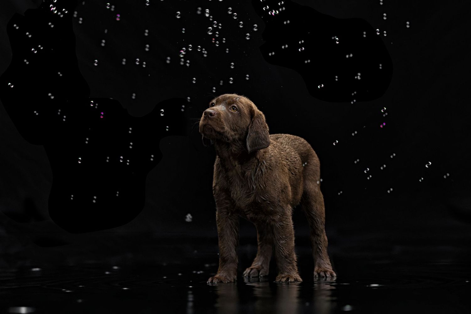 A wet brown puppy stands on a reflective surface in a dark setting with water droplets falling around it.