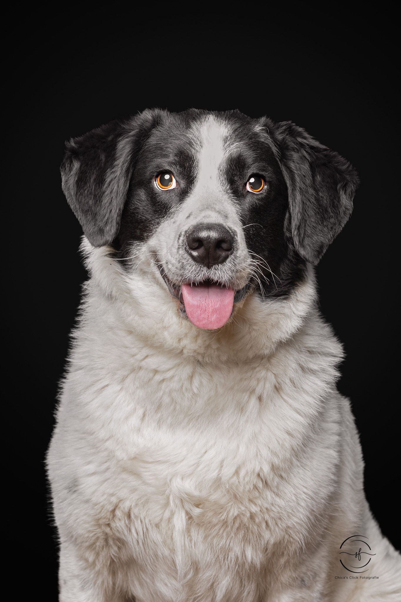 Black and white fluffy dog with tongue out posing against dark background in studio portrait photography.