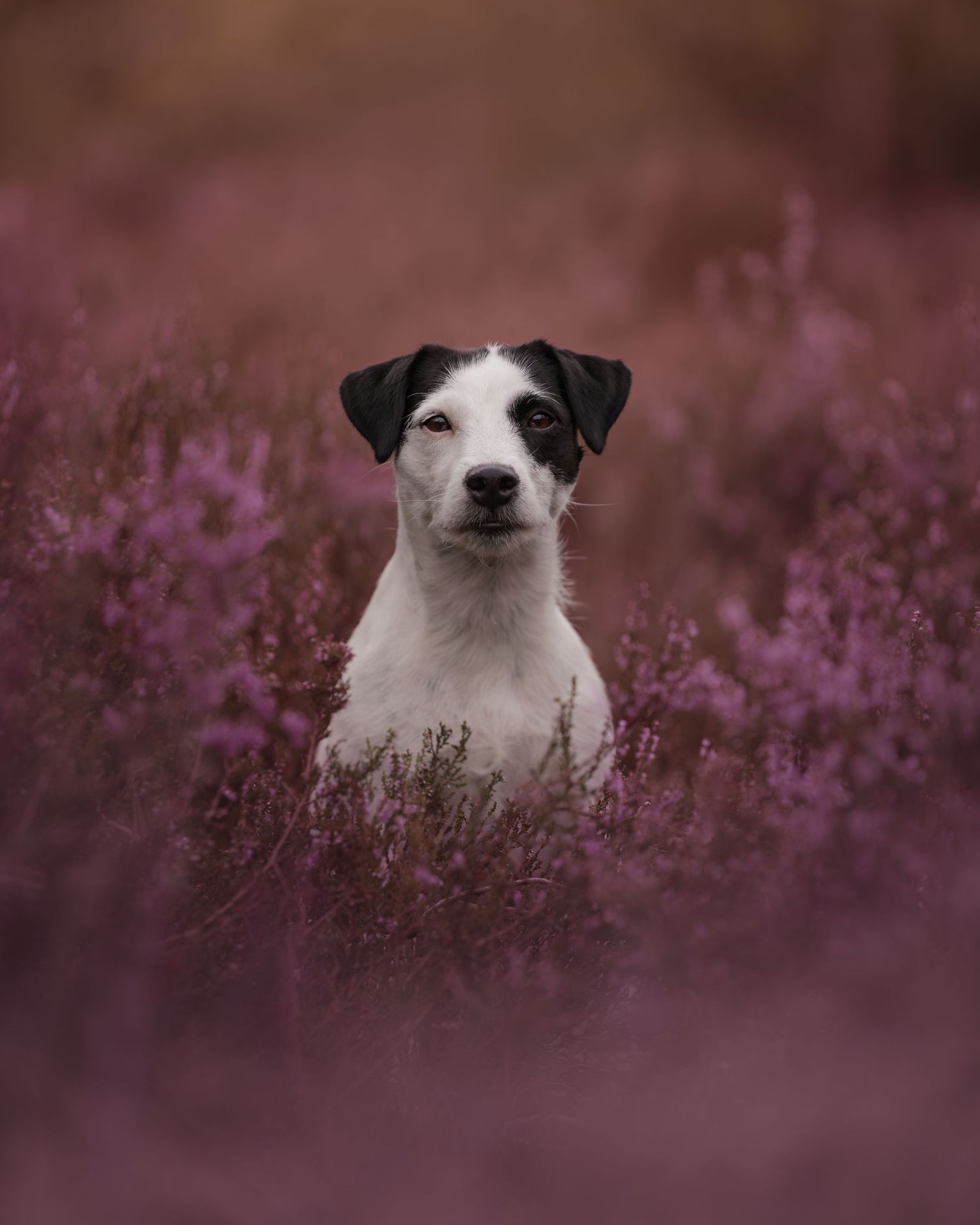 Black and white dog portrait surrounded by blooming purple heather in soft lighting.