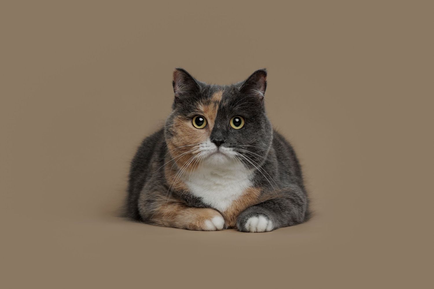cat sitting and looking at camera against a neutral beige background.